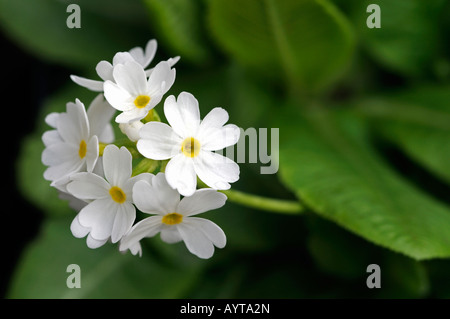 Primula denticulata var alba drumstick primrose white flower closeup close up macro Stock Photo