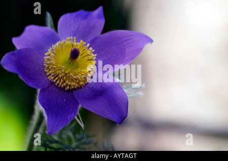 single purple pasque flower Pulsatilla vulgaris blossoms Ranunculales Stock Photo