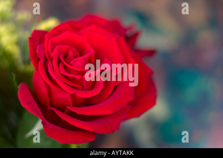 Red single rose flower on blurred blurry blur background nobody overhead from above closeup color colour objects concept horizontal hi-res Stock Photo