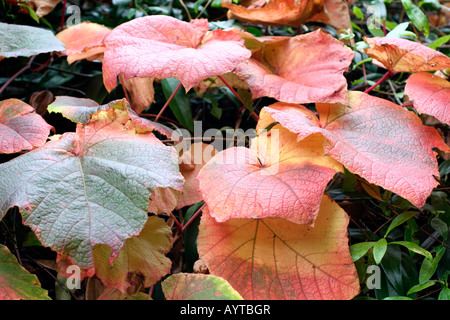 VITIS COIGNETAE AUTUMN LEAF COLOUR Stock Photo