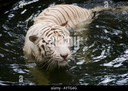 White tiger at Singapore Zoo Stock Photo