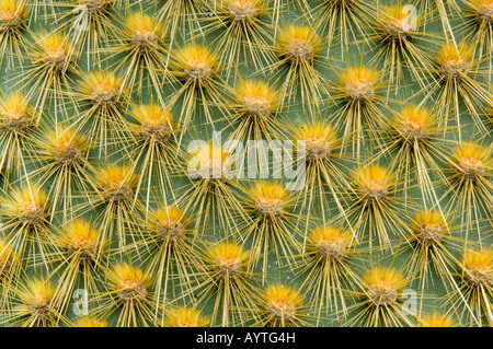 Cactus tree spines (Opuntia sp.) Santa Cruz island, GALAPAGOS Stock Photo
