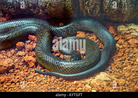 Inland taipan (most venomous land snake in the world) in the Cairns ...