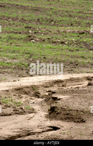 Soil erosion on a reseeded field showing damage heavy rain can do washing topsoil away Lancashire England Stock Photo