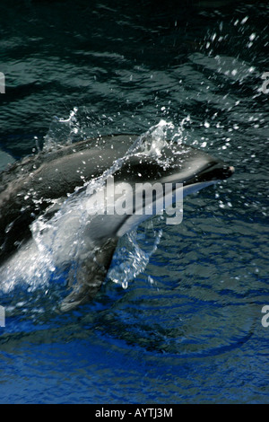 Dolphin in motion jumping out of water with a splash Stock Photo