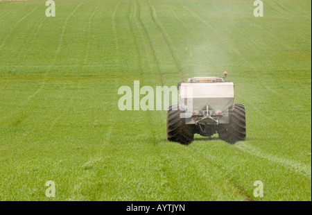 Farmer applying fertiliser to winter barley in spring Using Tractor with wide tyres to reduce compactation Penrith Cumbria Stock Photo