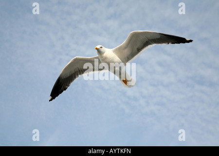 Seagull flying over the White Sea near Kem in Karelia, Russia Stock Photo