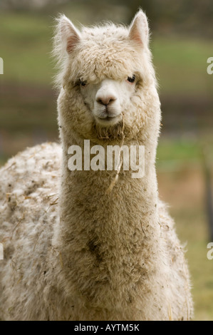White Alpaca Lama pacos adults in field during winter Cumbria Stock Photo