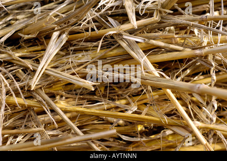 close up detail of hay straw bale in summer Stock Photo