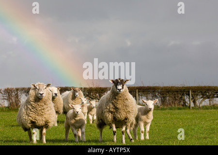 Mule and Texel crossbred ewes and lambs in field at the end of a rainbow Eppleby Co Durham Stock Photo