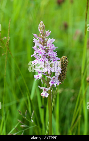 Common Spotted Orchid Stock Photo