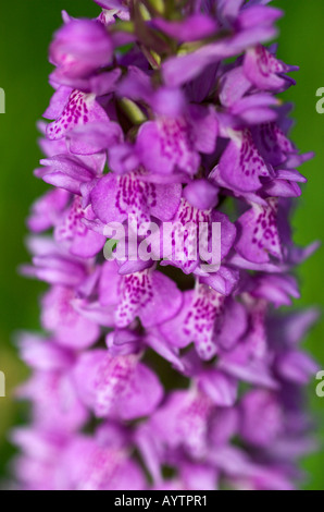 Common Spotted Orchid Stock Photo