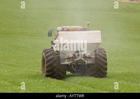 Farmer applying fertiliser to winter barley in spring Using Tractor with wide tyres to reduce compactation Penrith Cumbria Stock Photo