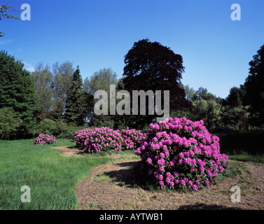 Schlosspark von Wasserschloss Heltorf im Fruehling, Duesseldorf-Angermund,  Rhein, Nordrhein-Westfalen Stock Photo - Alamy