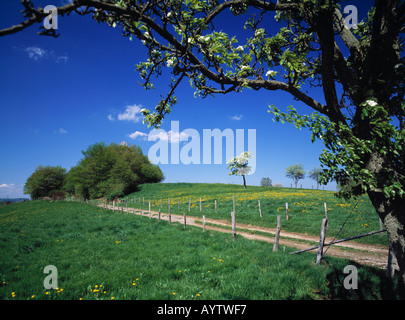 Fruehlingslandschaft, bluehende Baeume, Wiehl-Marienhagen, Naturpark Bergisches Land, Nordrhein-Westfalen Stock Photo