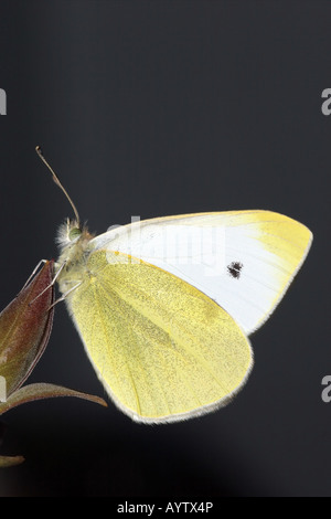 Small White Butterfly, Artogeia rapae, feeding on Knapweed Stock Photo ...