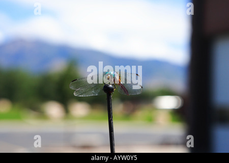 dragon fly sitting on car antenna Stock Photo