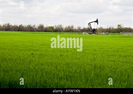 A field of half-grown green wheat with a oil well pumping in the background in central Oklahoma, USA Stock Photo