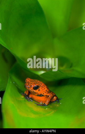 Strawberry Poison Dart Frog (Dendrobates pumilio) La Selva Reserve, Costa Rica Stock Photo