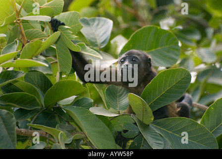 Mantled Howler Monkey (Alouatta palliata) Baby feeding in tree, WILD,  Nicoya Peninsula COSTA RICA Stock Photo