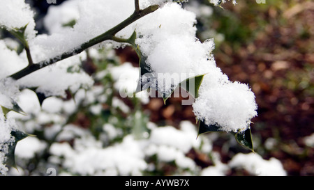 Holy leaf under snow in Woburn Sands  Buckinghamshire Stock Photo