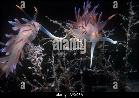 Two endemic nudibrachs of the Mediterranean Sea Cratena peregrina crawling over hydrozoa White stringy egg mass under one Stock Photo