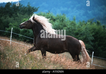 German Schwarzwälder Heavy Horse Schwarzwälder Fuchs Stock Photo