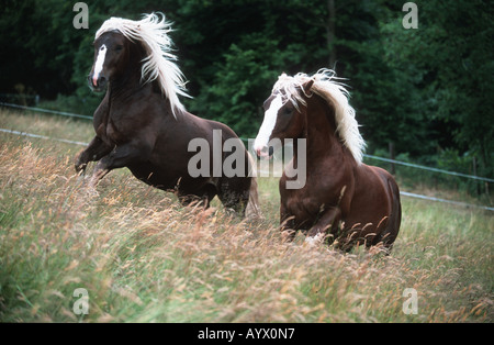 German Schwarzwälder Heavy Horse Schwarzwälder Fuchs Stock Photo