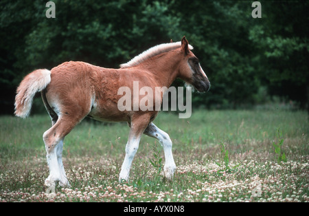 German Schwarzwälder Heavy Horse Schwarzwälder Fuchs Stock Photo