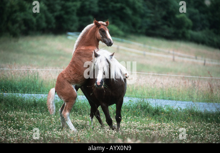 German Schwarzwälder Heavy Horse Schwarzwälder Fuchs Stock Photo