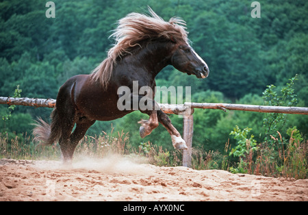 German Schwarzwälder Heavy Horse Schwarzwälder Fuchs Stock Photo