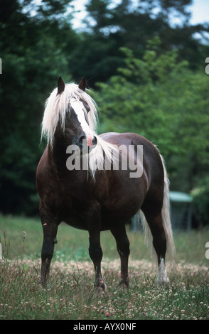 German Schwarzwälder Heavy Horse Schwarzwälder Fuchs Stock Photo