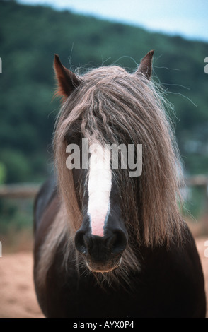 German Schwarzwälder Heavy Horse Schwarzwälder Fuchs Stock Photo