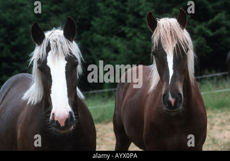 German Schwarzwälder Heavy Horse Schwarzwälder Fuchs Stock Photo