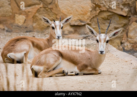 Arabian sand gazelle Gazella subgutturosa marica  Artiodactyla in San Antonio Zoo Texas TX USA Stock Photo