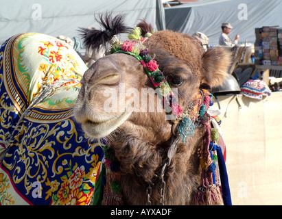 Camel at local bazaar in Bagram Afghanistan Stock Photo