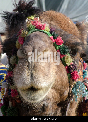 Camel at local bazaar in Bagram Afghanistan Stock Photo