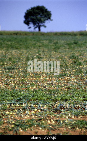 Onions ready for harvesting, Ramsholt, Suffolk, UK. Stock Photo