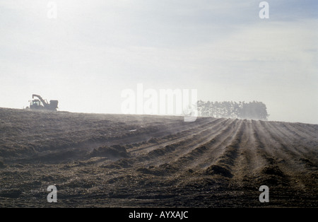 A crop of carrots being covered by straw to protect against the winter weather, Bromswell, Suffolk, UK. Stock Photo