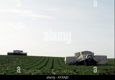 Cabbages being harvested on a farm in Hollesley, Suffolk, UK. Stock Photo