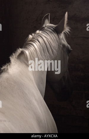 Orlov trotter in dark stable Stock Photo