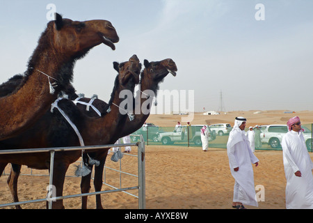 Scene at Mazayin Dhafra camel festival (Al Dhafra Festival) in the  desert near Madinat Zayed in Abu Dhabi, UAE. Stock Photo