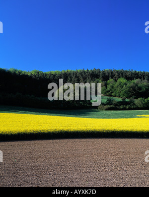 Fruehlingslandschaft, Waldlandschaft, Rapsfeld, Ackerland, Spangenberg, Hessisches Bergland, Hessen Stock Photo