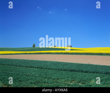 Fruehlingslandschaft, Rapsfeld, Ackerland, Wiesenlandschaft, blauer Himmel, plakativ, Naturpark Habichtswald, Hessen Stock Photo