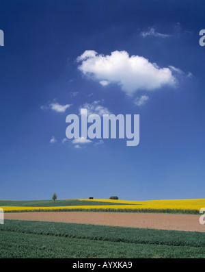 Fruehlingslandschaft, Rapsfeld, Ackerland, Wiesenlandschaft, blauer Himmel, Schoenwetterwolken, plakativ, Naturpark Habichtswald, Hessen Stock Photo