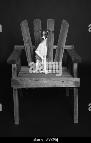 Black & white photo of Italian Greyhound On Chair Stock Photo