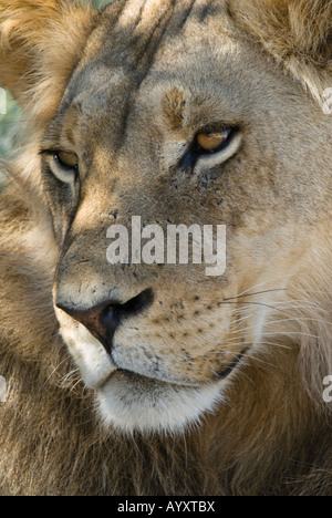Portrait of a young adult male lion resting in the Kalahari Stock Photo