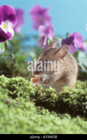 Wood mouse Stock Photo