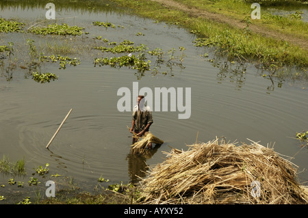 A Bihari peasants working in a water pond, harvesting bundles of crops, as seen from an Indian Railway train. Stock Photo