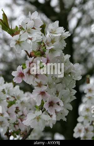 Japanese Cherry also called Hill Cherry Oriental Cherry or East Asian Cherry Prunus serrulata Hatazakura Stock Photo